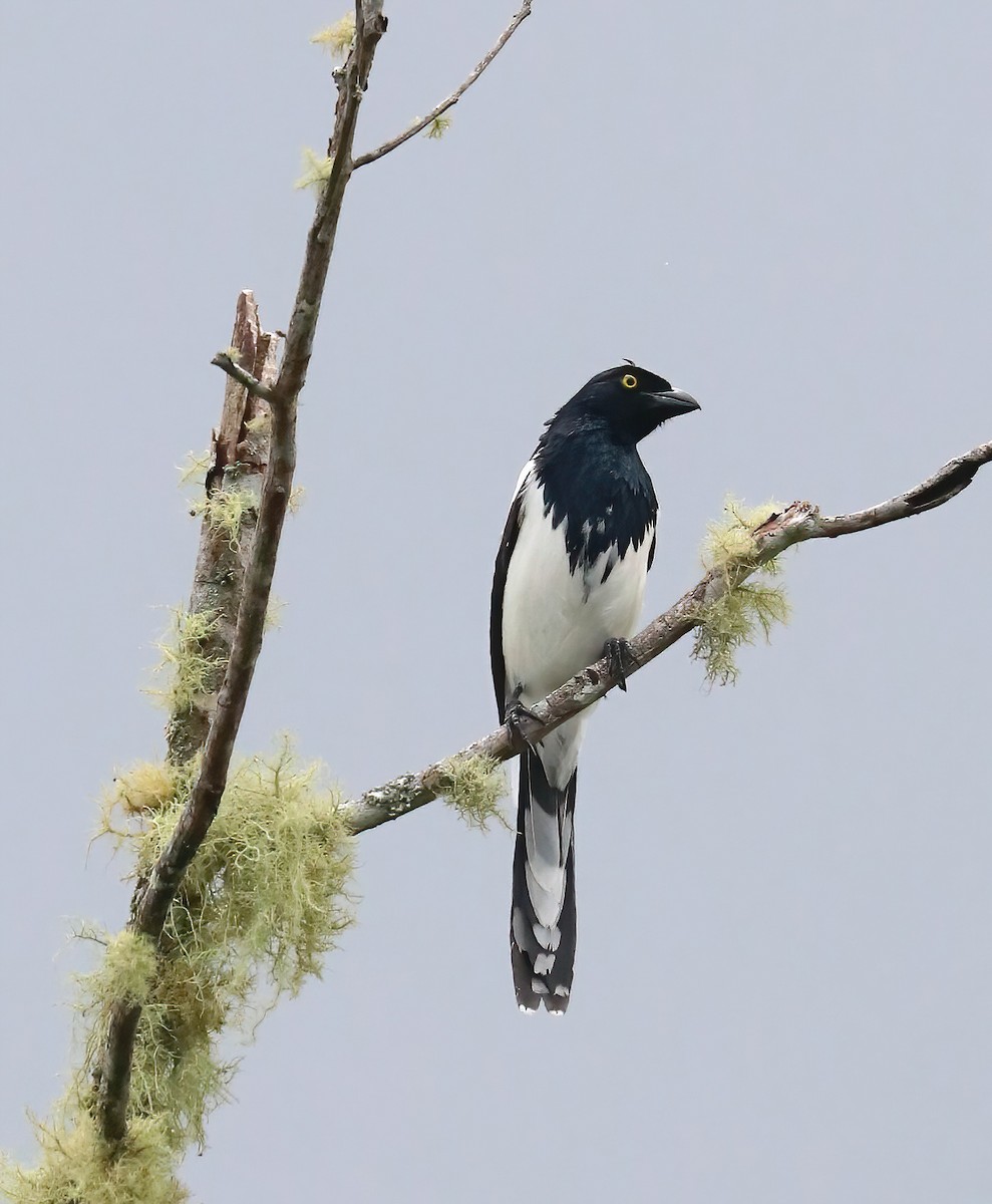 Magpie Tanager - ML646413317