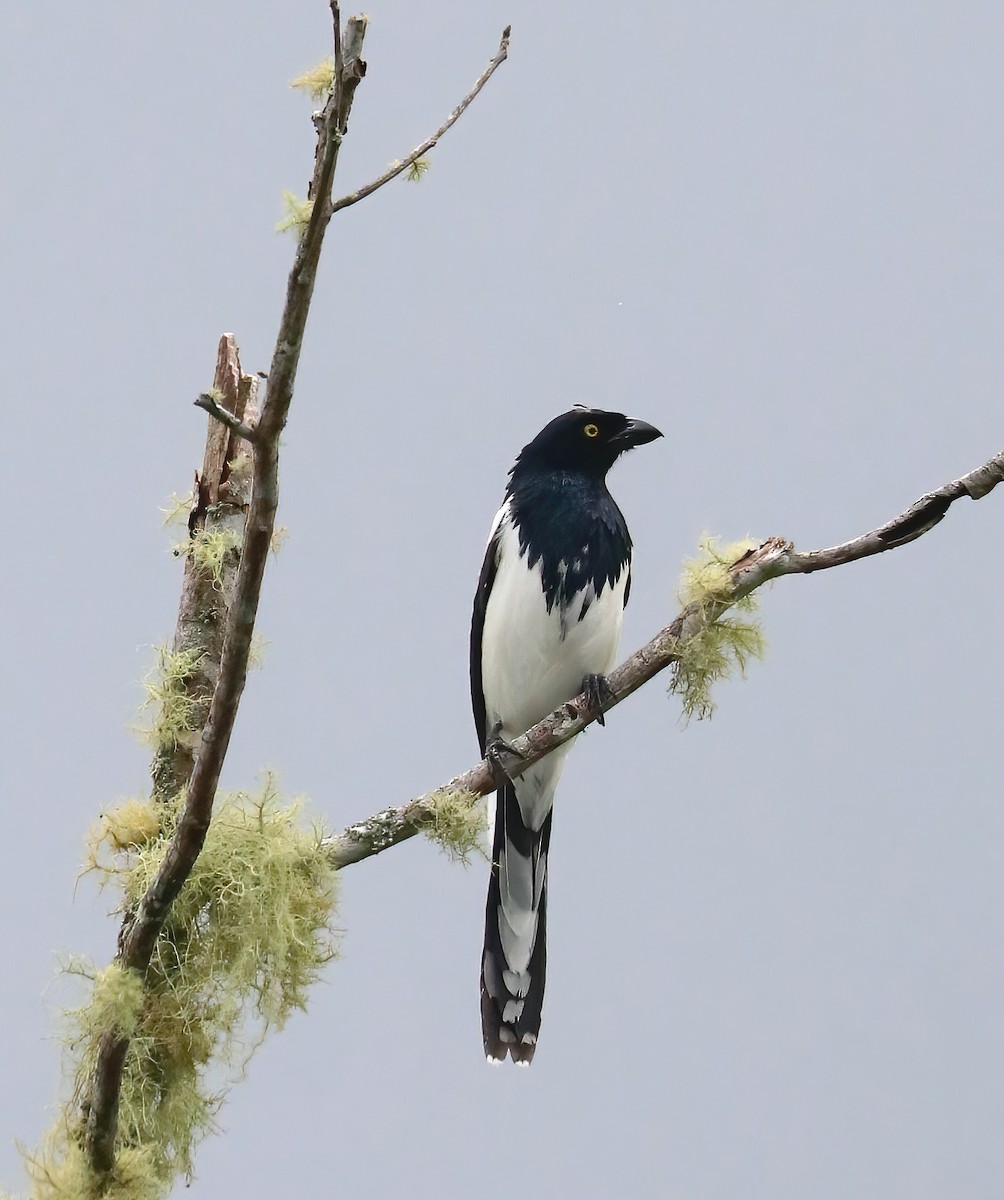 Magpie Tanager - ML646413318