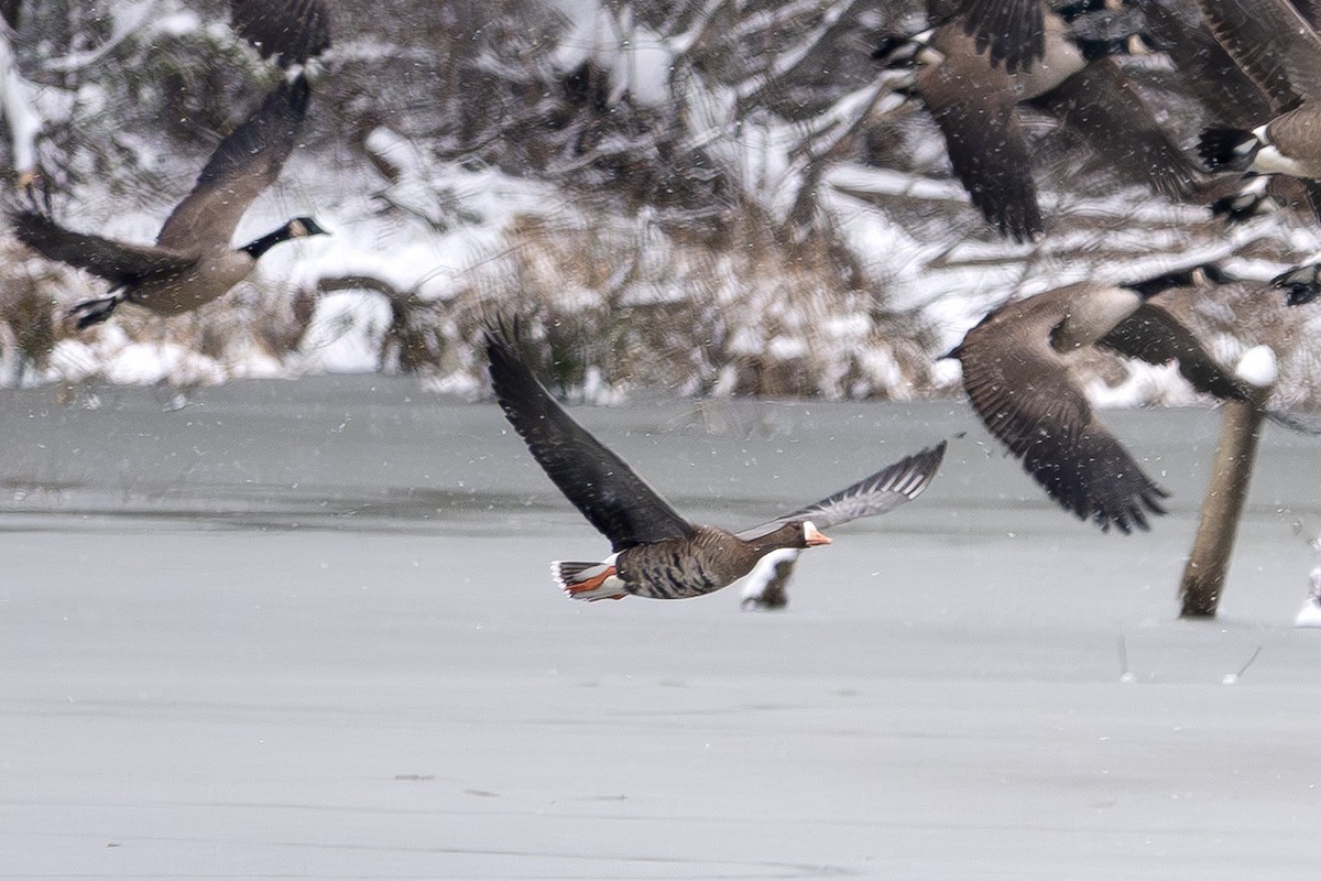 Greater White-fronted Goose - ML646413319