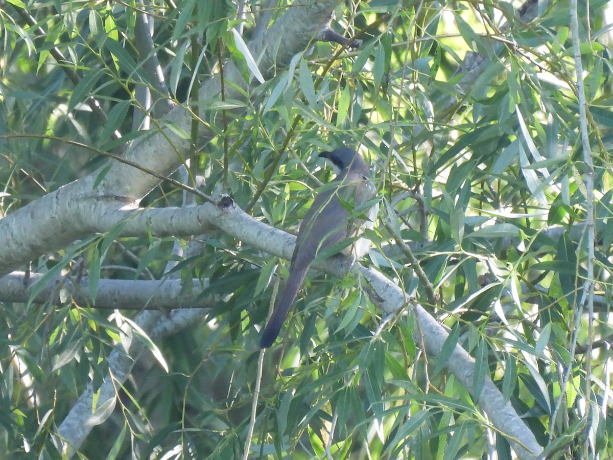 Dark-billed Cuckoo - ML646413320