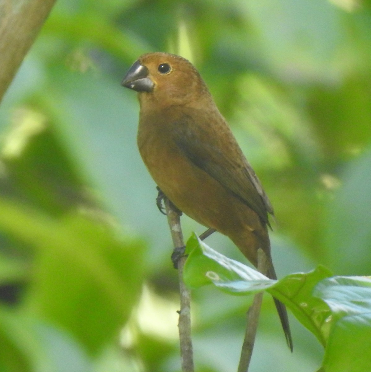 Thick-billed Seed-Finch - ML646413322