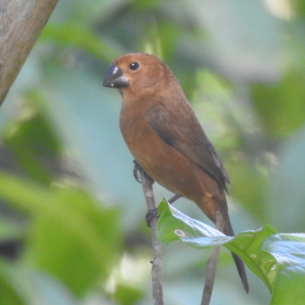 Thick-billed Seed-Finch - ML646413323