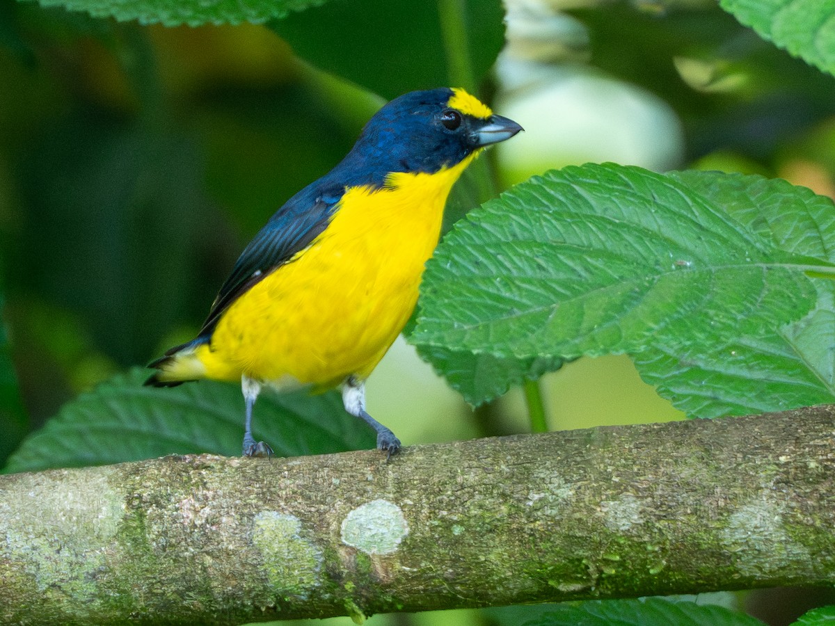 Yellow-throated Euphonia - ML646413324