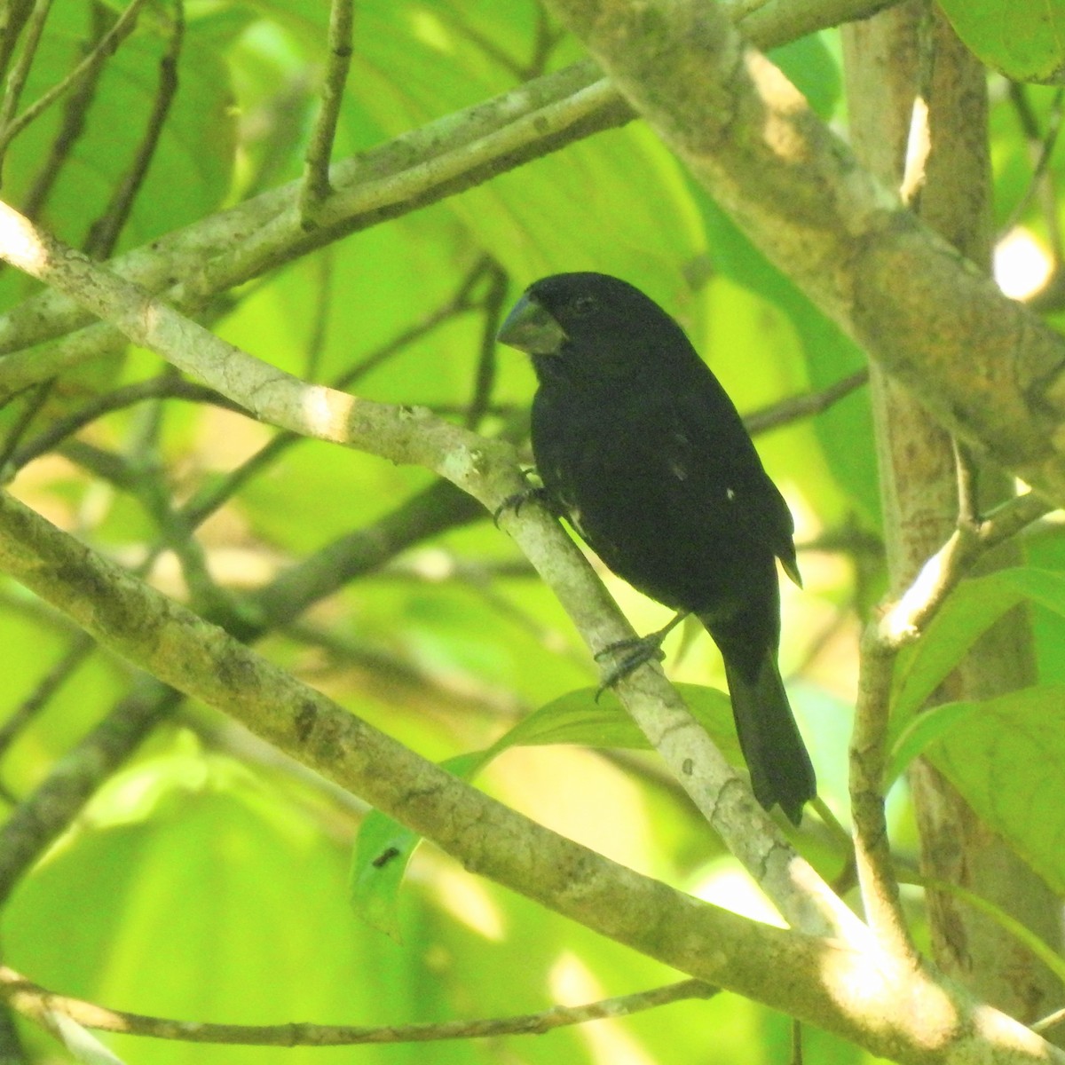 Thick-billed Seed-Finch - ML646413325