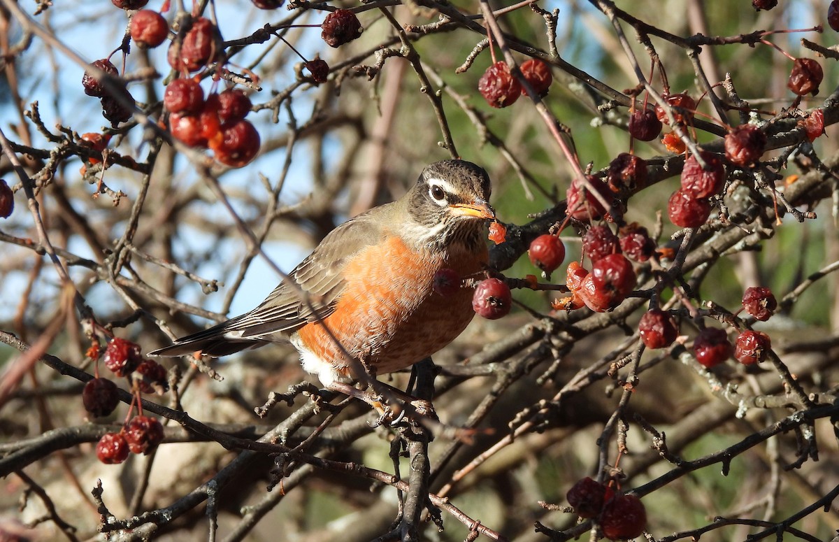 American Robin - ML646413326