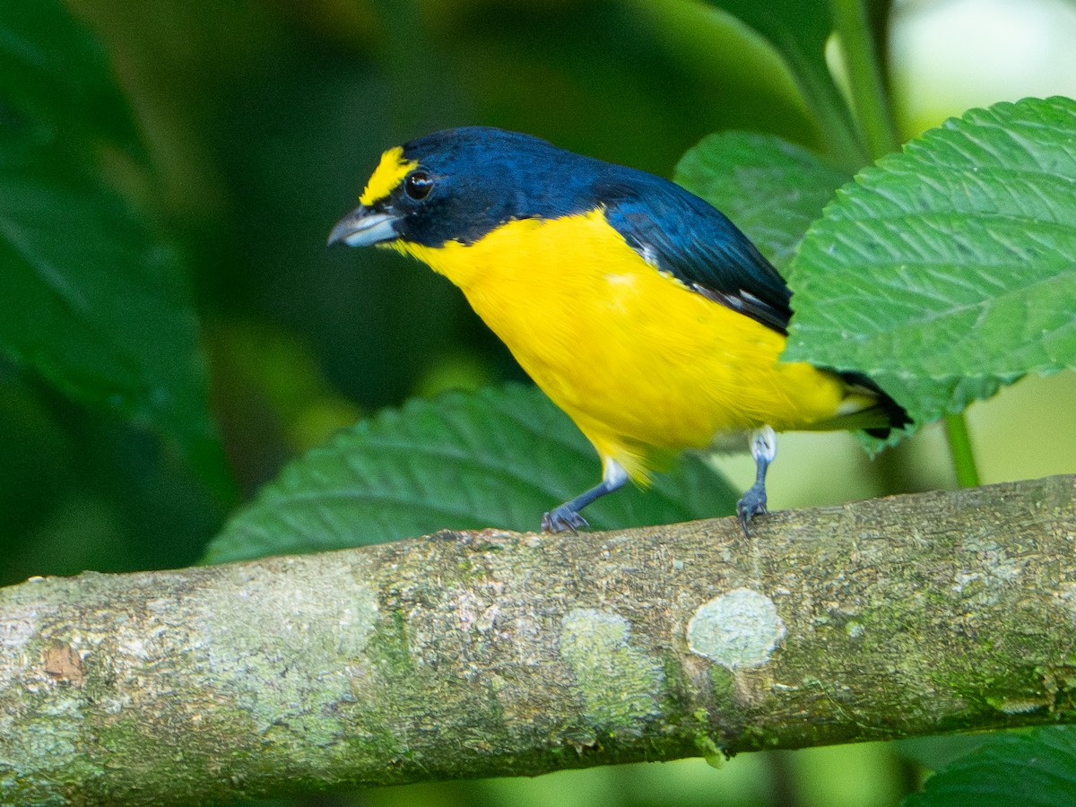Yellow-throated Euphonia - ML646413327