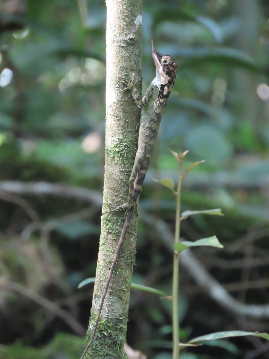 Animals - ML646413328