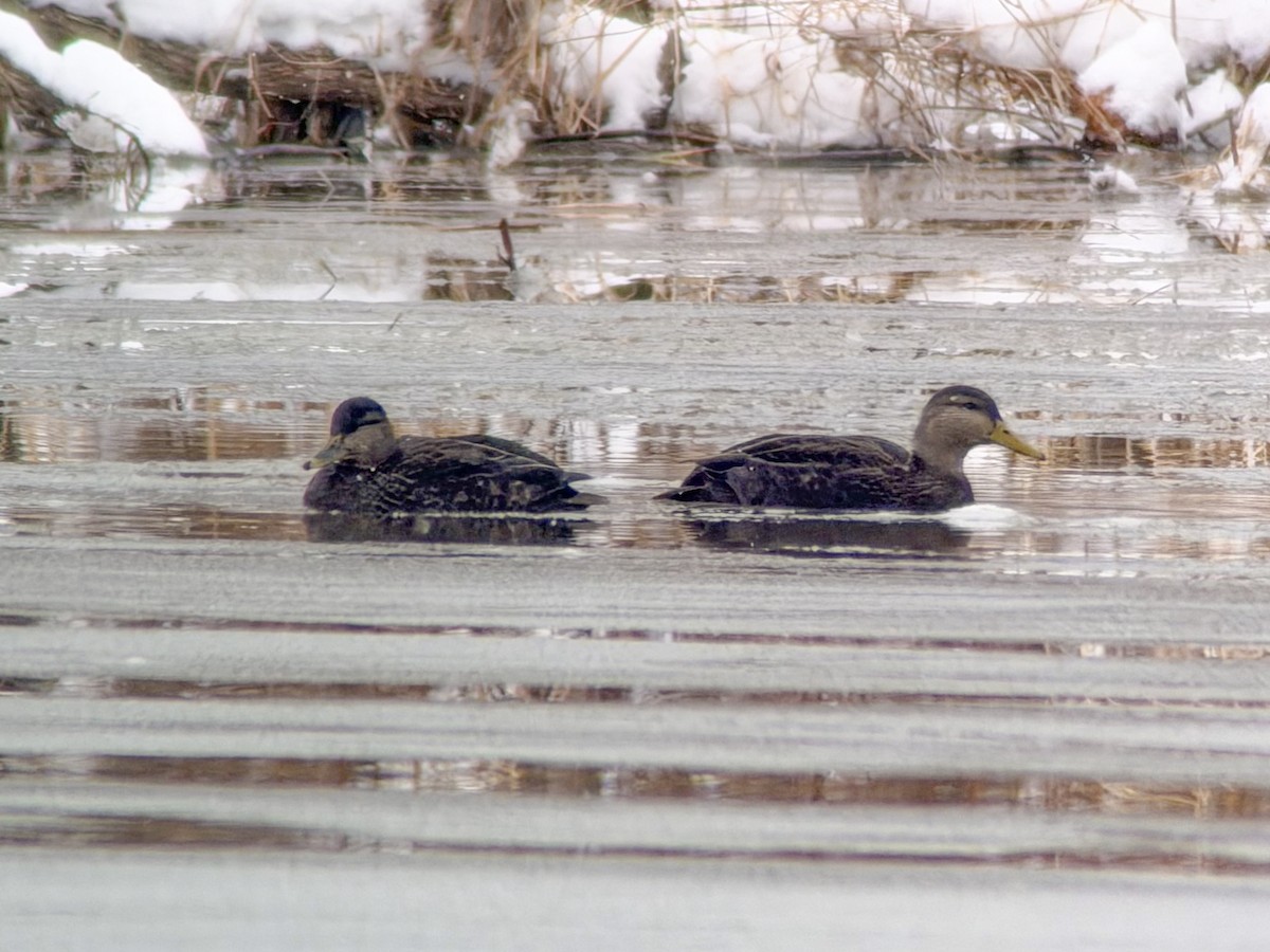 American Black Duck - ML646413329