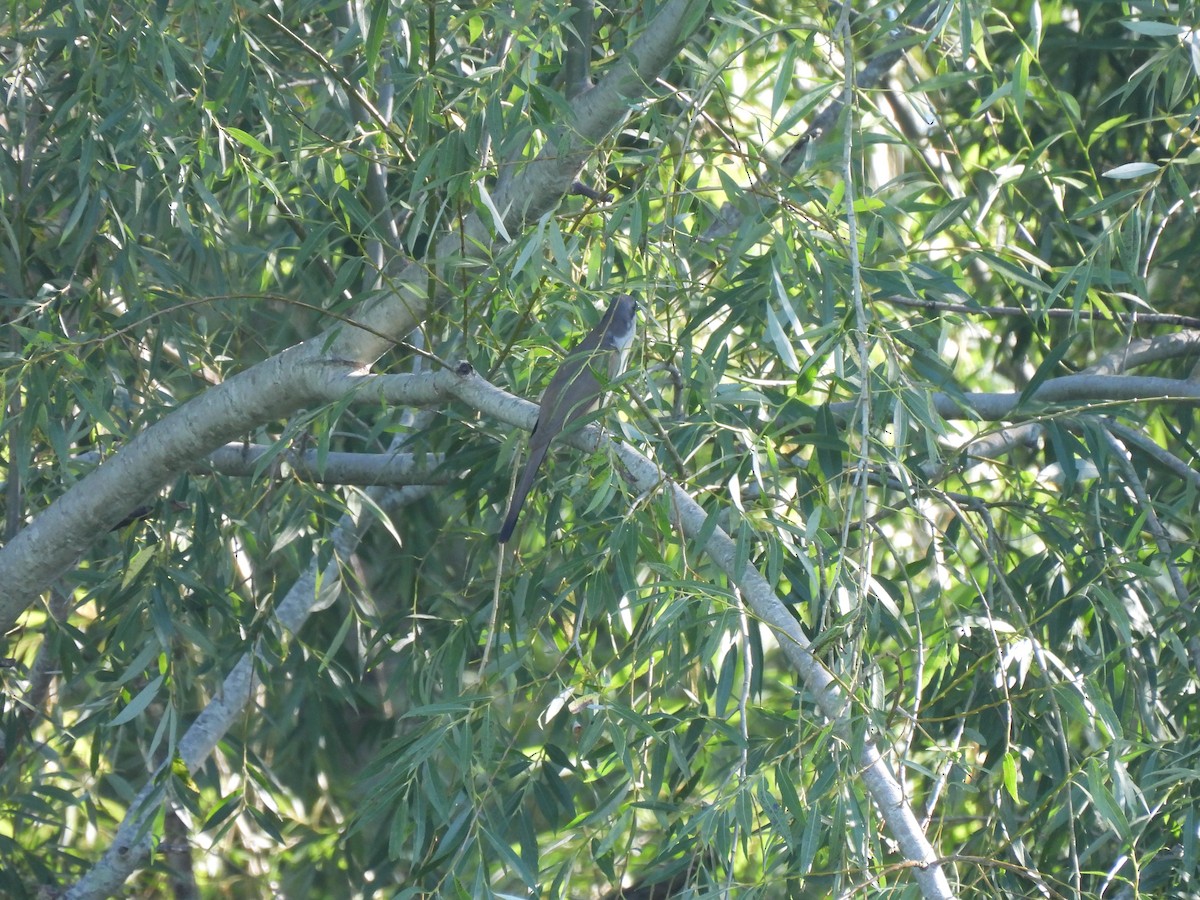 Dark-billed Cuckoo - ML646413330