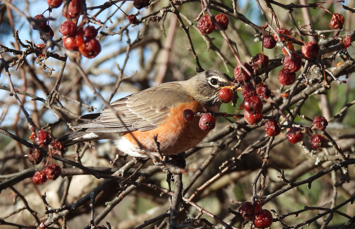 American Robin - ML646413332