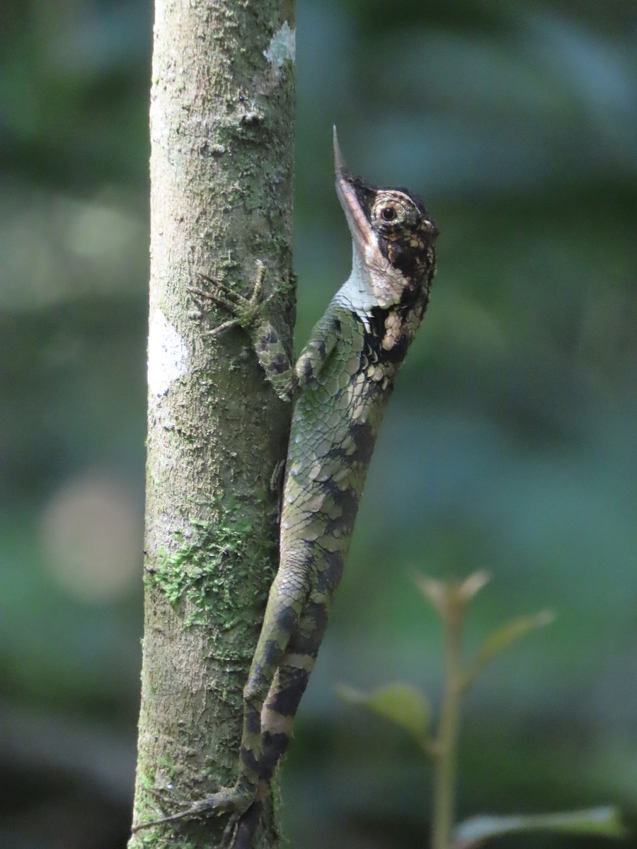 Animals - ML646413333