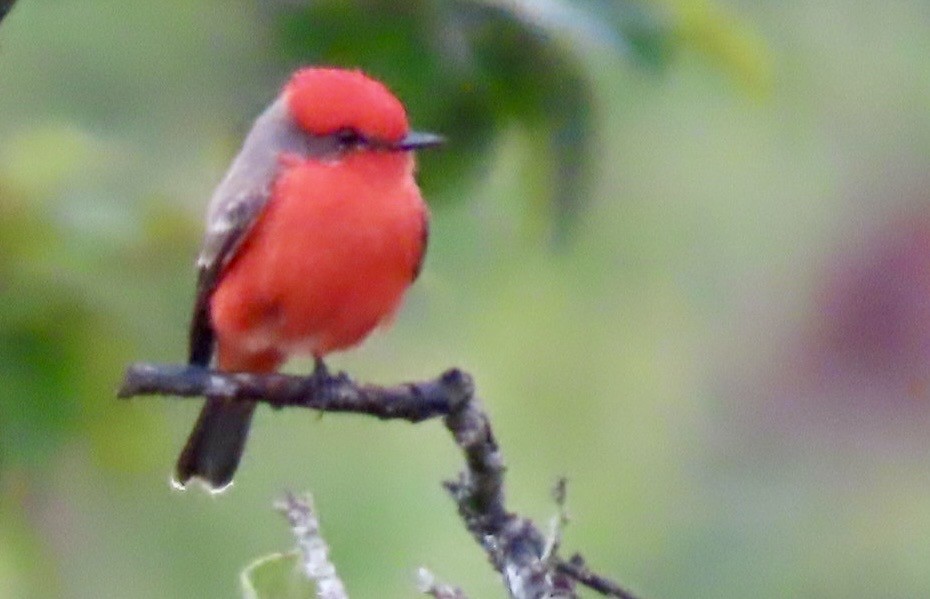 Vermilion Flycatcher - ML646413334