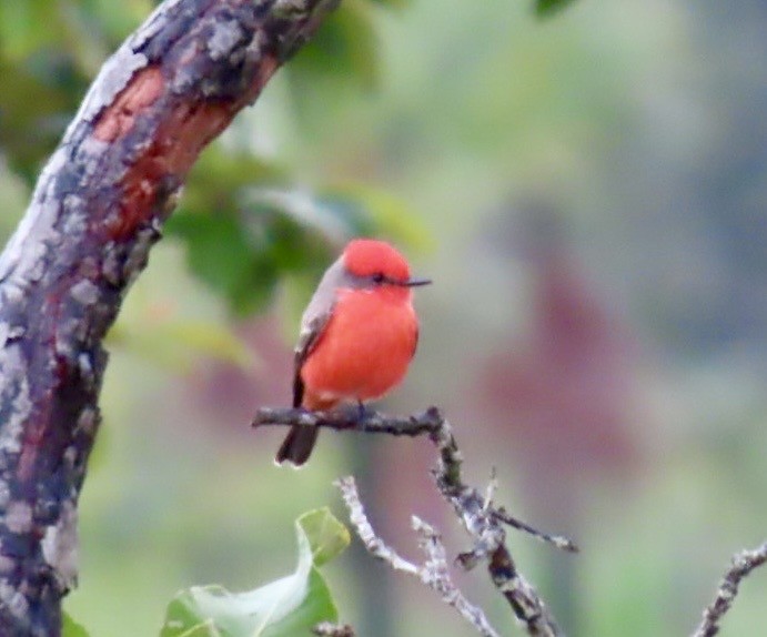 Vermilion Flycatcher - ML646413335