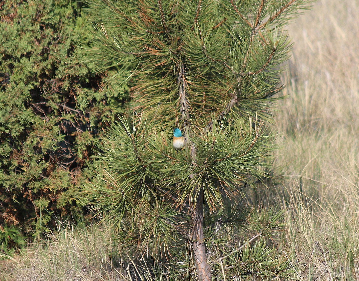 Lazuli Bunting - ML646413337