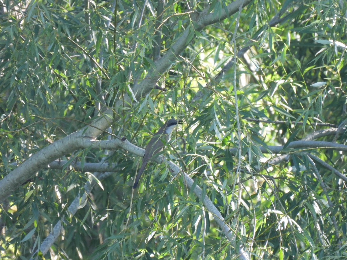 Dark-billed Cuckoo - ML646413338