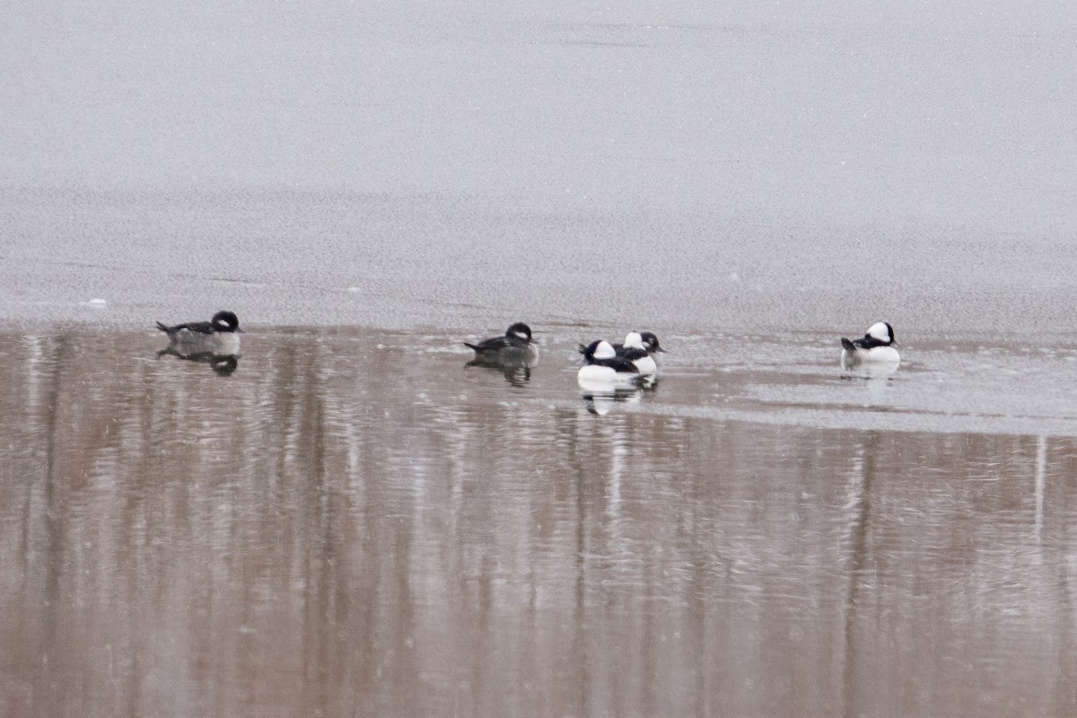 Bufflehead - ML646413339