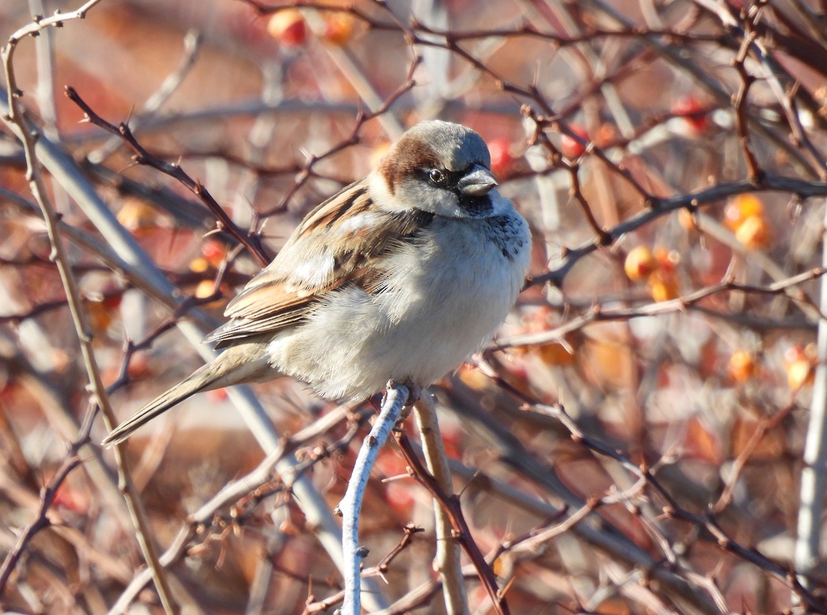 House Sparrow - ML646413340
