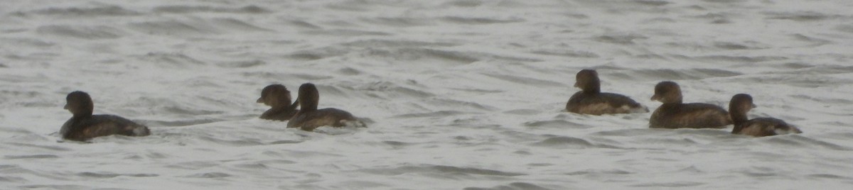 potápka americká - ML646413341