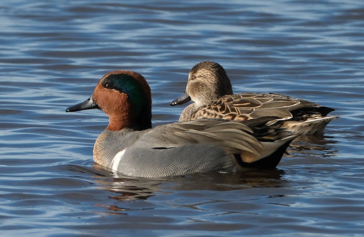 Green-winged Teal - ML646413342