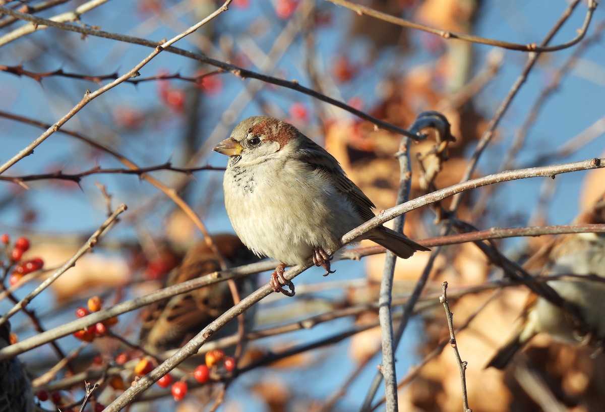 House Sparrow - ML646413343