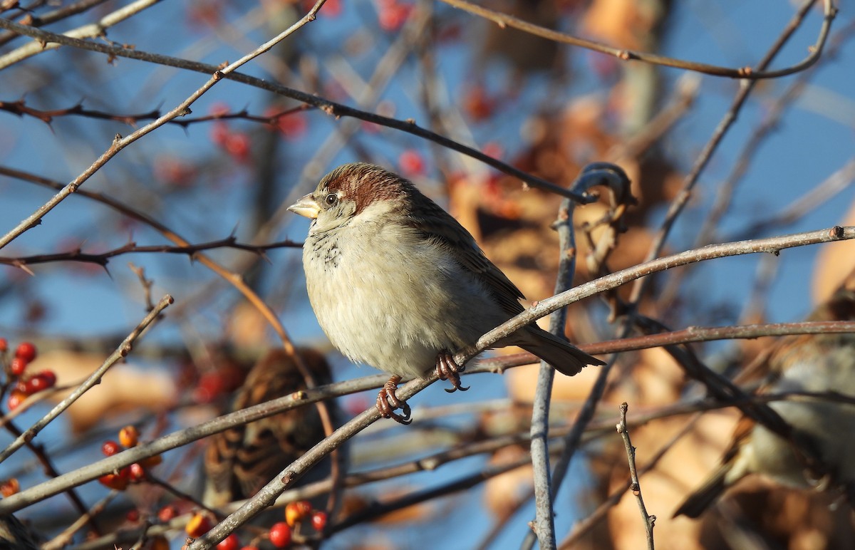 House Sparrow - ML646413344