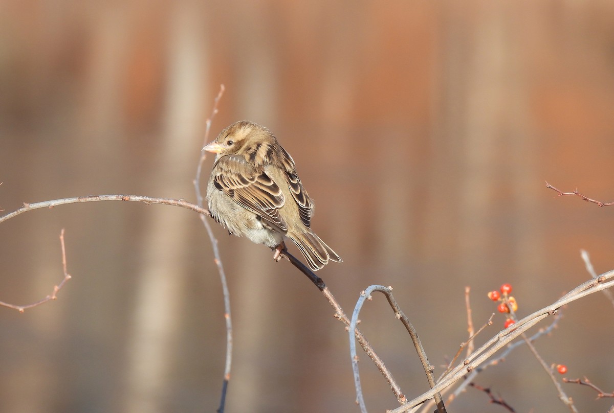 House Sparrow - ML646413345