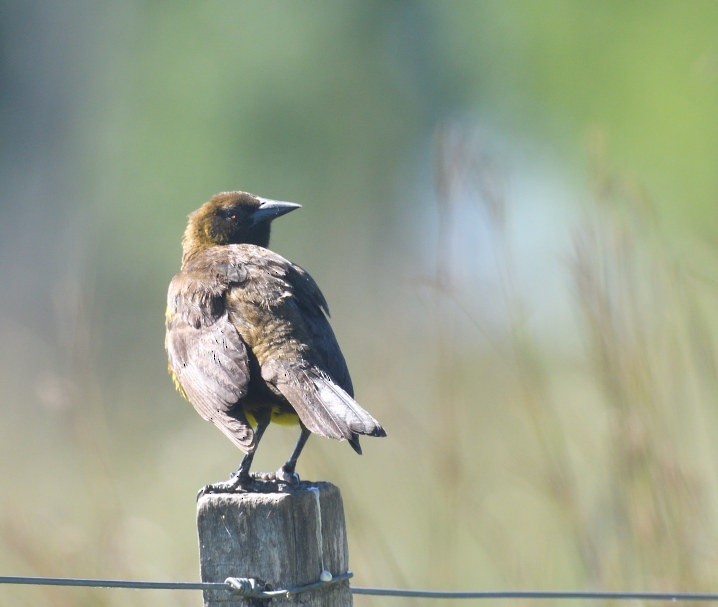Brown-and-yellow Marshbird - ML646413346