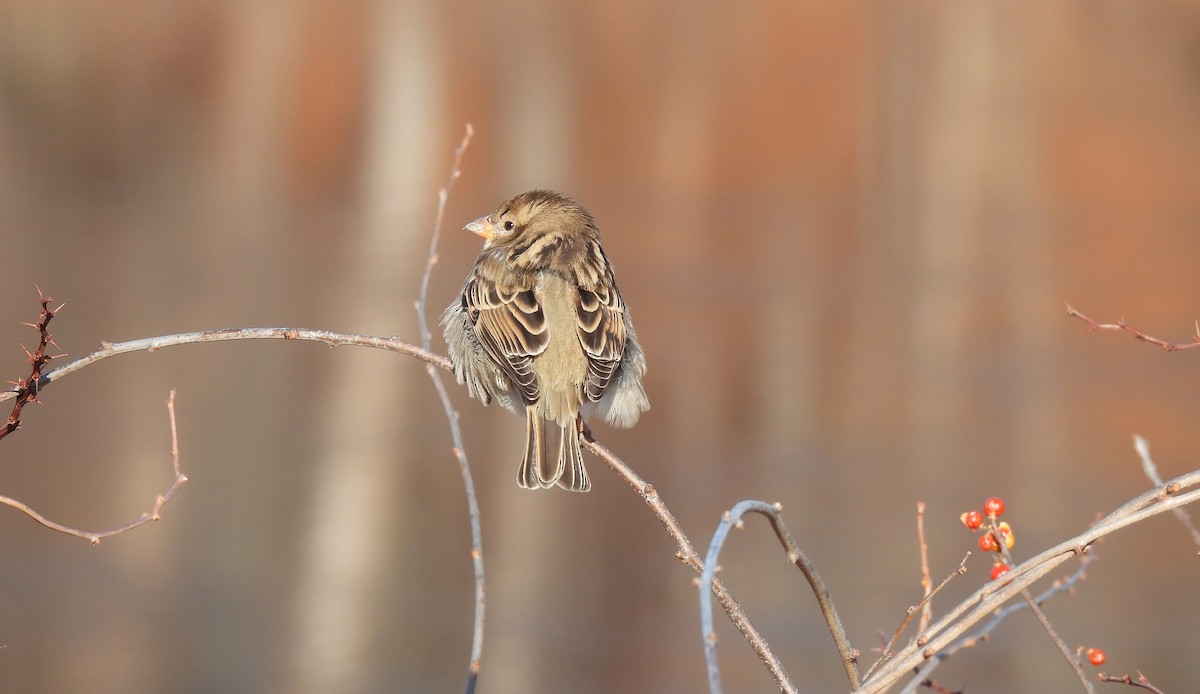 House Sparrow - ML646413349