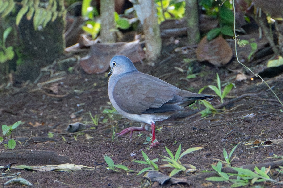 Gray-headed Dove - ML646413350