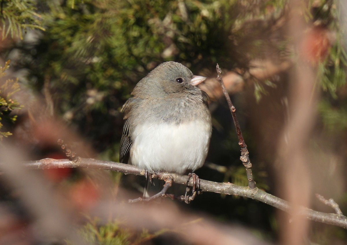Dark-eyed Junco - ML646413351