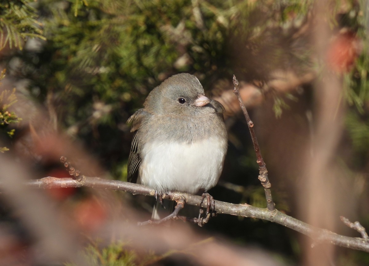 Dark-eyed Junco - ML646413354