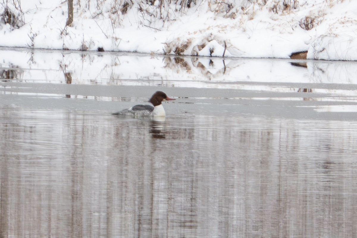 Smergo maggiore - ML646413360