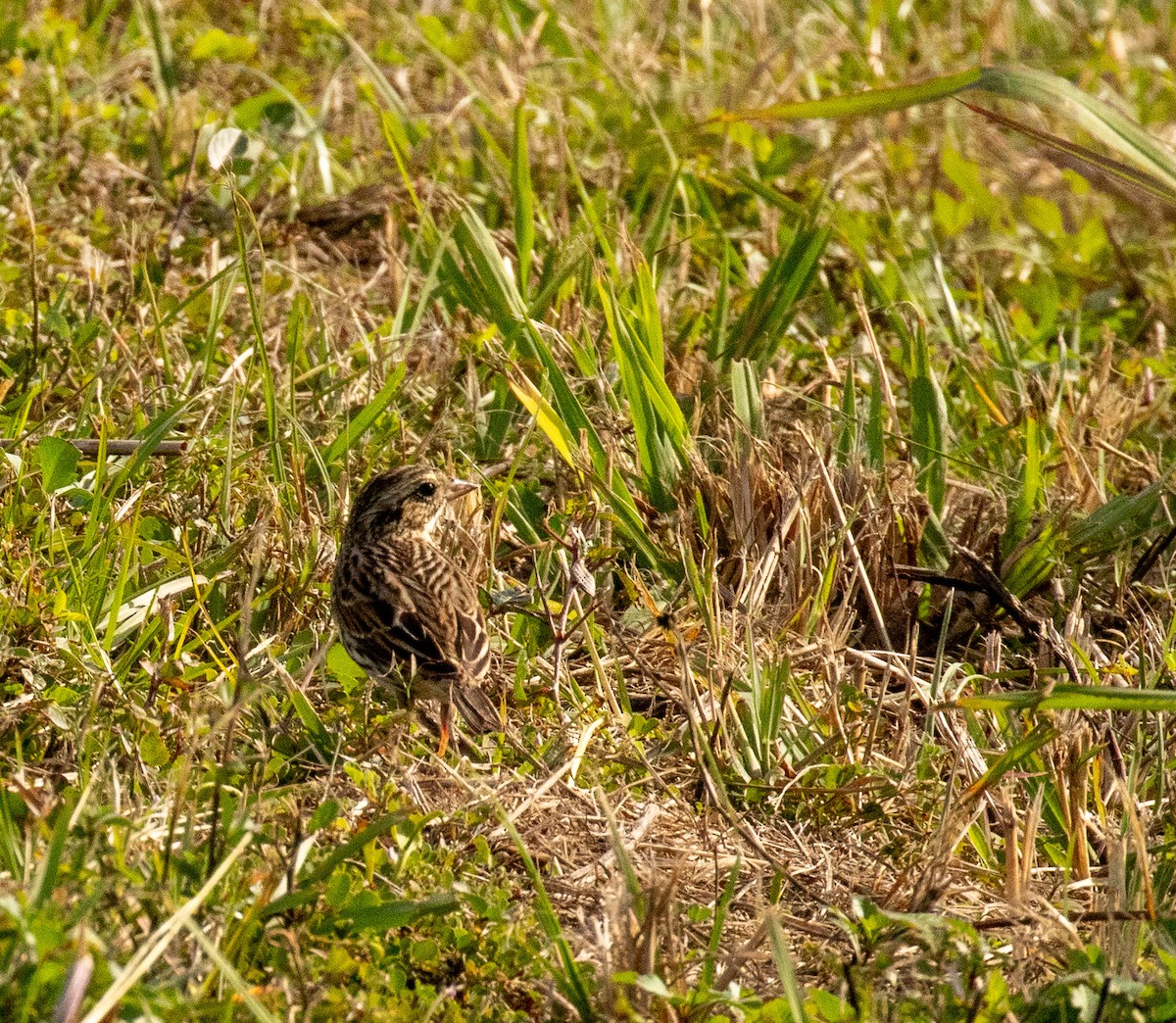 Savannah Sparrow - ML646413366