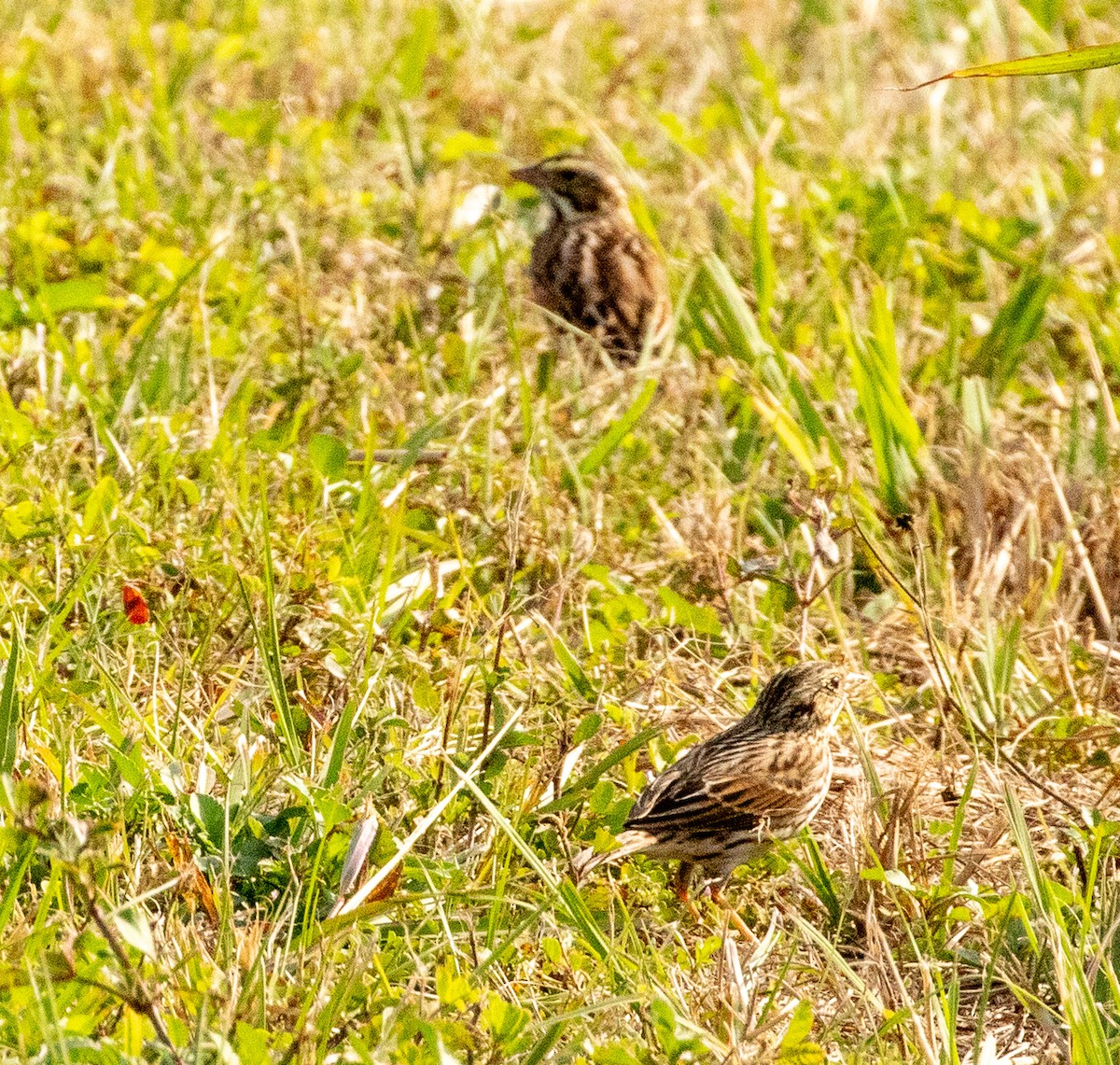 Savannah Sparrow - ML646413367