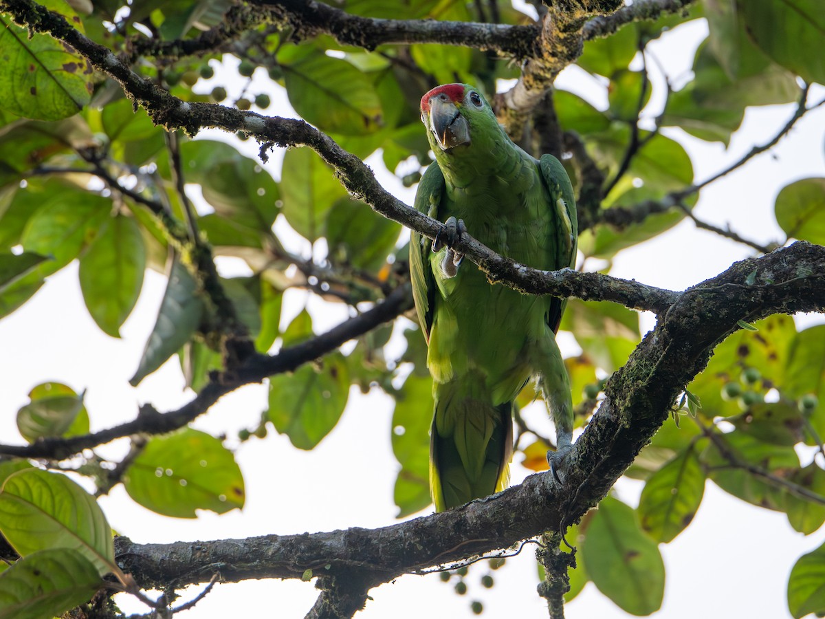 Red-lored Amazon - ML646413370