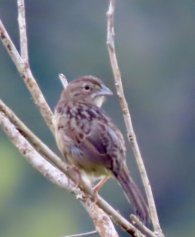 Botteri's Sparrow - ML646413373