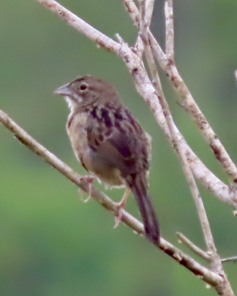 Botteri's Sparrow - ML646413374