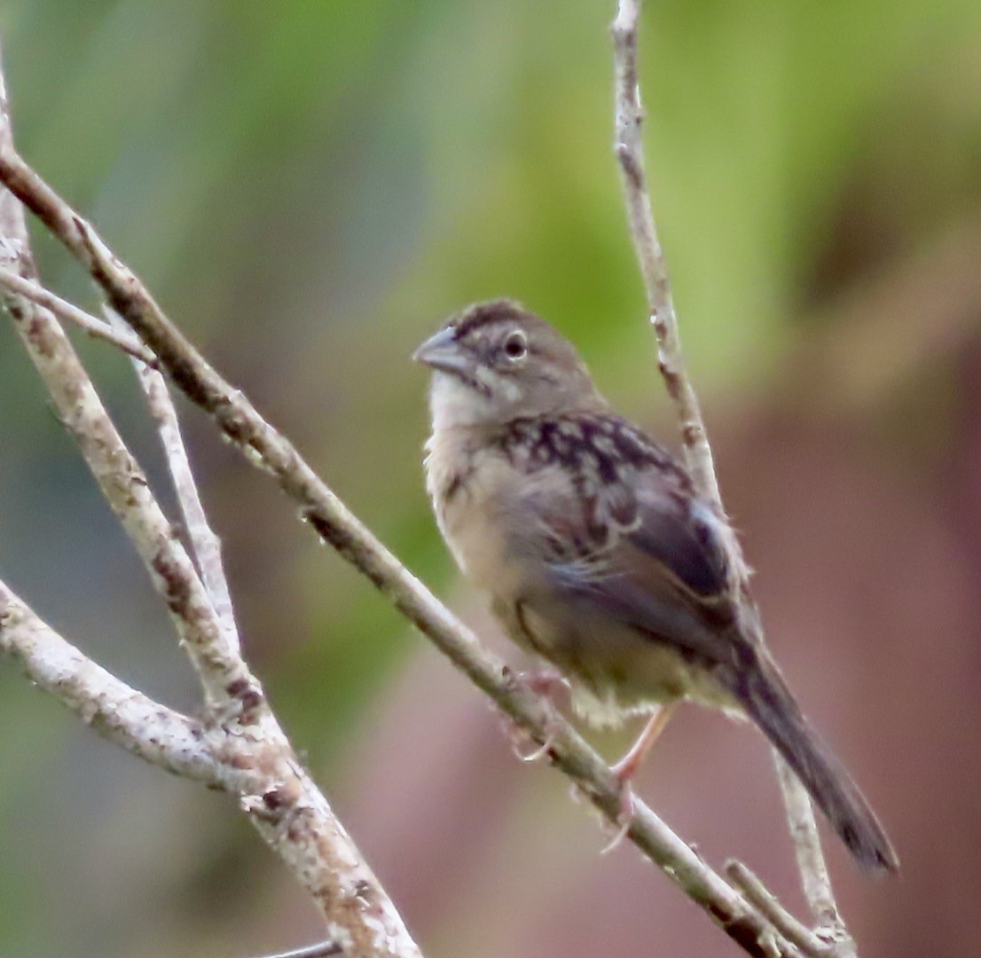 Botteri's Sparrow - ML646413375