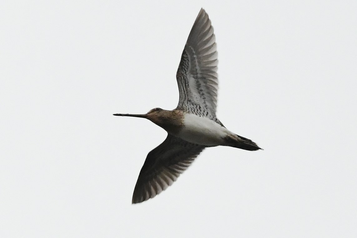 Common Snipe - ML646413376