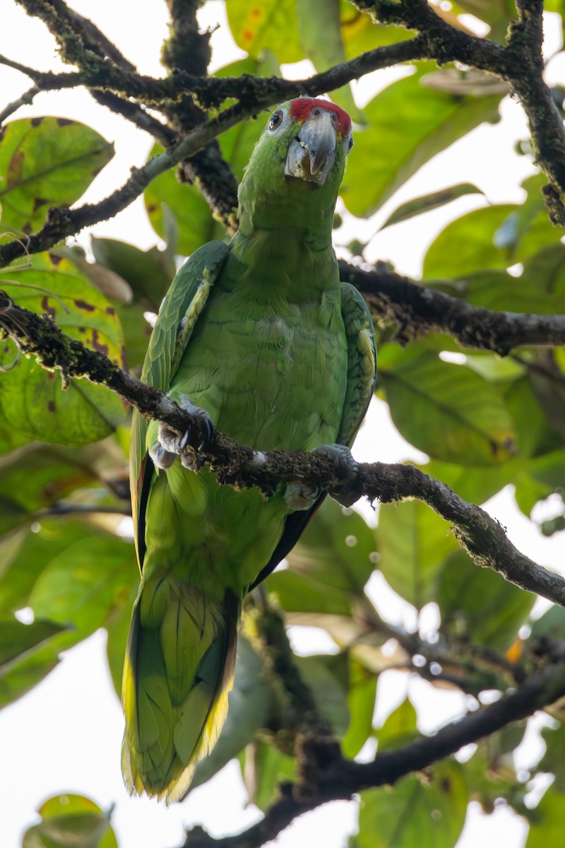 Red-lored Amazon - ML646413377