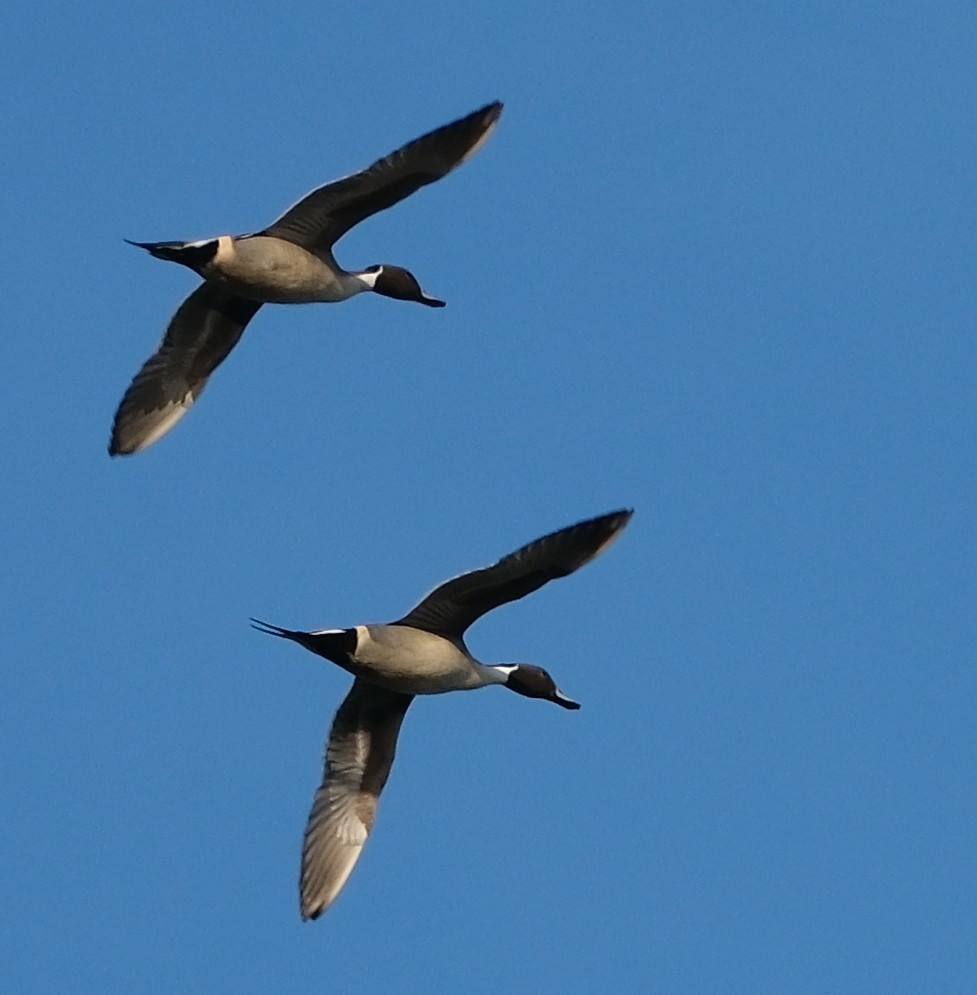 Northern Pintail - ML646413378