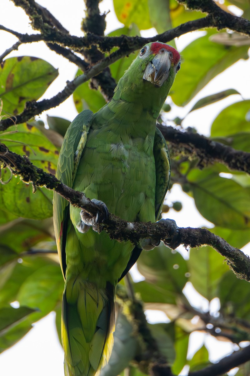 Red-lored Amazon - ML646413380