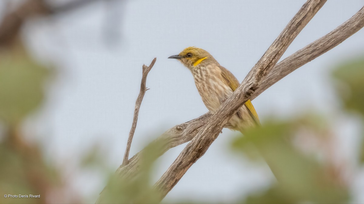 Yellow-plumed Honeyeater - ML646413381