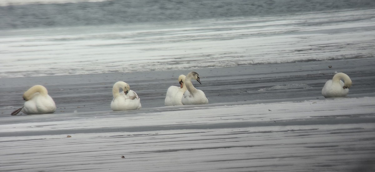 Mute Swan - ML646413383