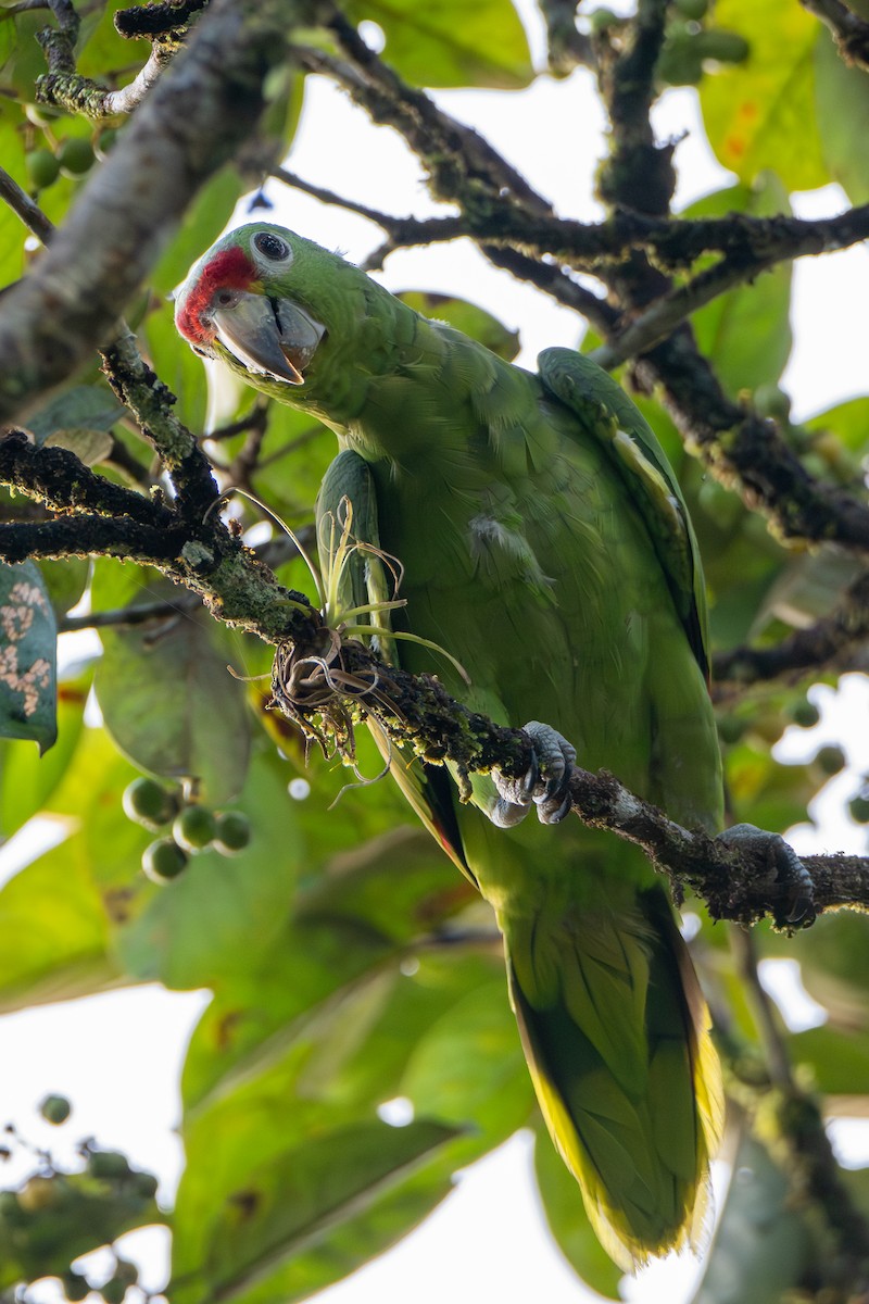 Red-lored Amazon - ML646413384