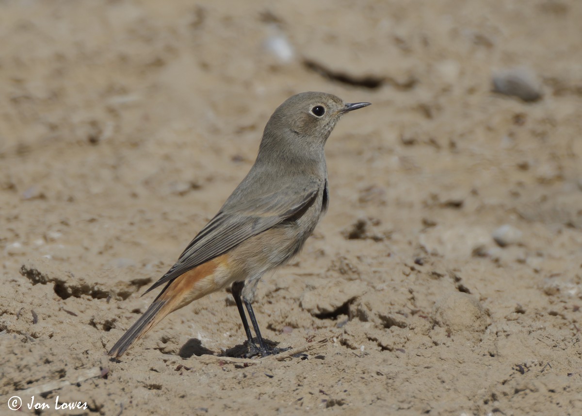 rehek domácí [skupina ochruros] - ML646413385