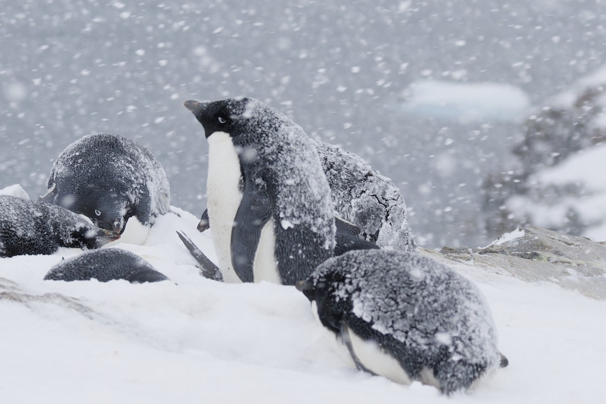 Adelie Penguin - ML646413387