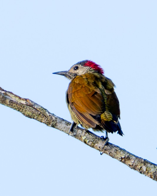 Golden-olive Woodpecker - ML646413389