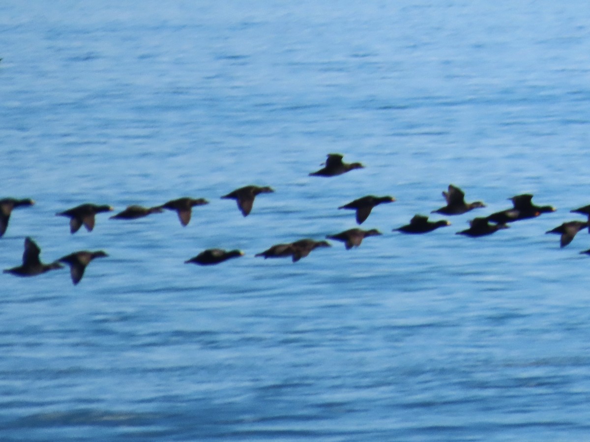 Black Scoter - ML646413390