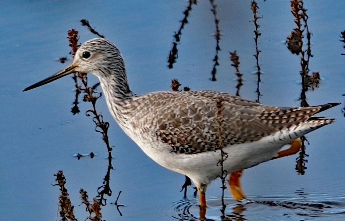 Greater Yellowlegs - ML646413393